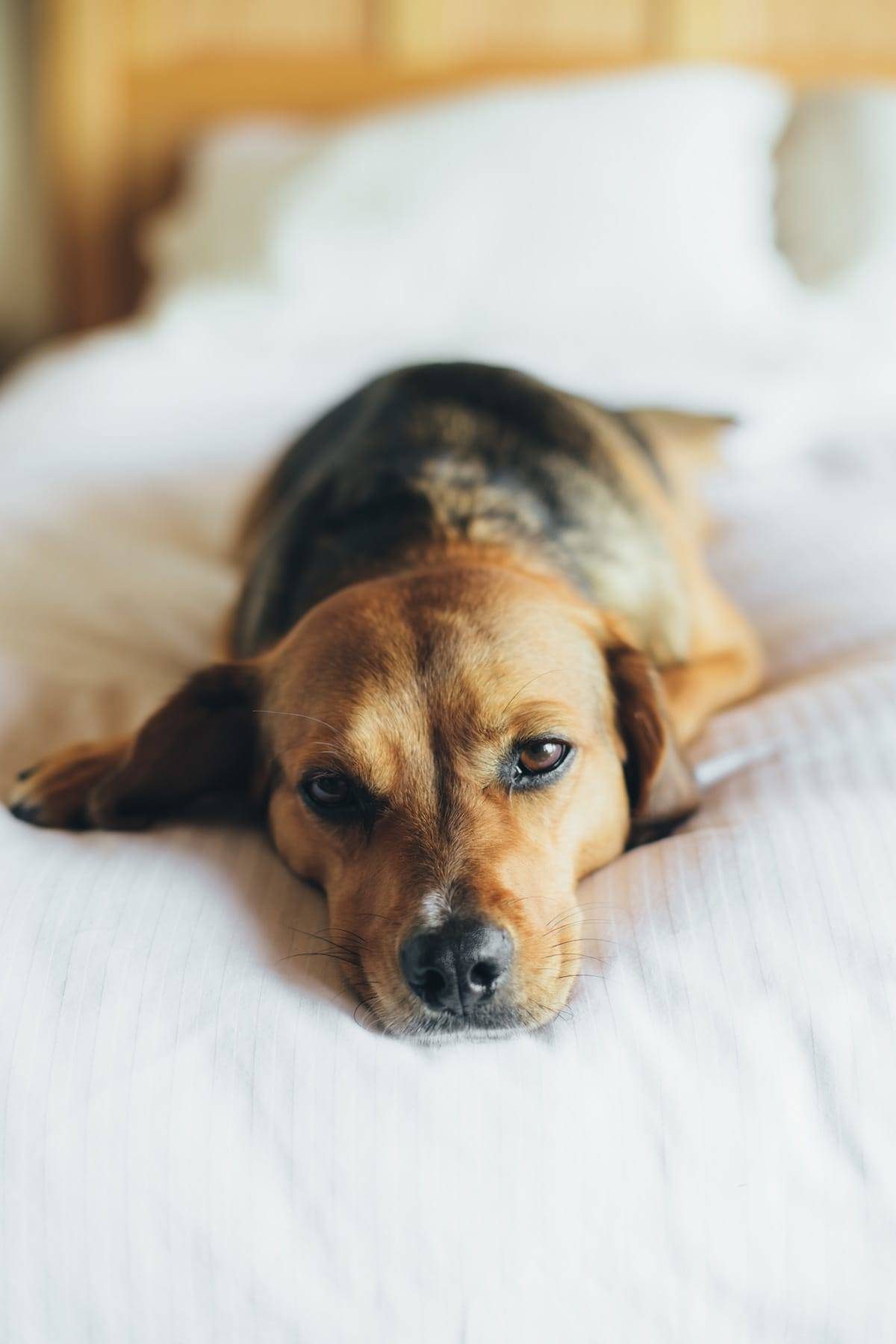 Sage on Vacation for Blog-2