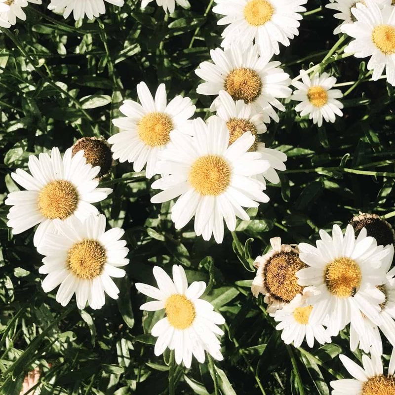 Daisies (white with gold center) close together on a bed of greenery.